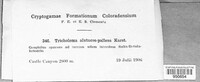 Tricholoma alutaceopallens image